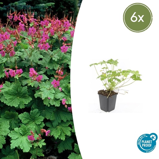 "6x Geranium macr. 'Czakor' - ↕10-25cm - Ø9cm image"