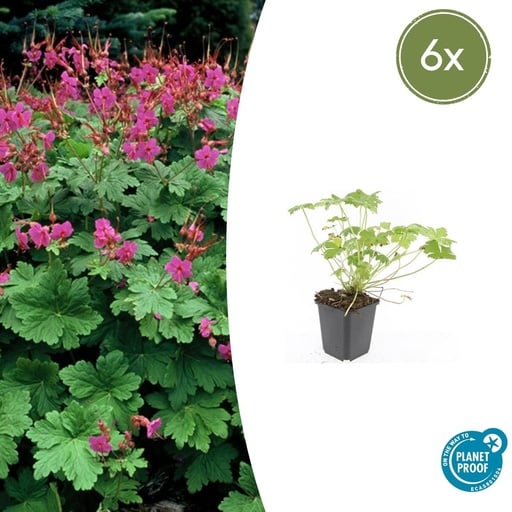 "6x Geranium macr. 'Czakor' - ↕10-25cm - Ø9cm image"