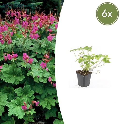 "Geranie 'Czakor' 6er-Set (Geranium macrorrhizum) – winterharte Staude, Topf-Ø 9 cm, Höhe ca. 25 cm image"