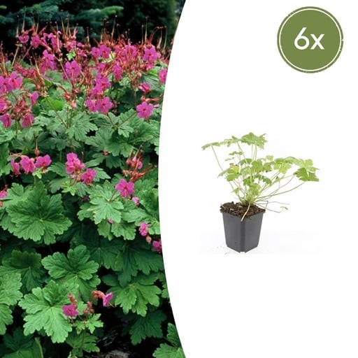 "Geranie 'Czakor' 6er-Set (Geranium macrorrhizum) – winterharte Staude, Topf-Ø 9 cm, Höhe ca. 25 cm image"