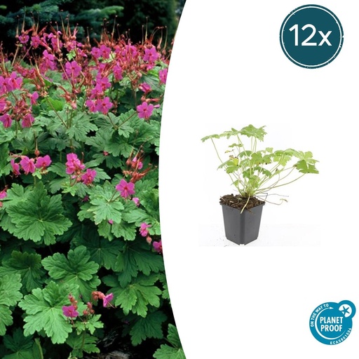 "Geranie 'Czakor' 12er-Set (Geranium macrorrhizum) – winterharte Staude, Topf-Ø 9 cm, Höhe ca. 25 cm image"