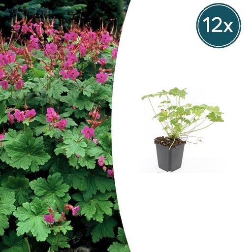 "Geranie 'Czakor' 12er-Set (Geranium macrorrhizum) – winterharte Staude, Topf-Ø 9 cm, Höhe ca. 25 cm image"