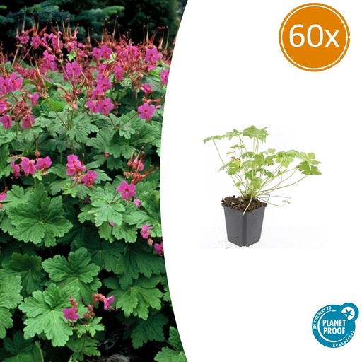 "60x Geranium macr. 'Czakor' - ↕10-25cm - Ø9cm image"