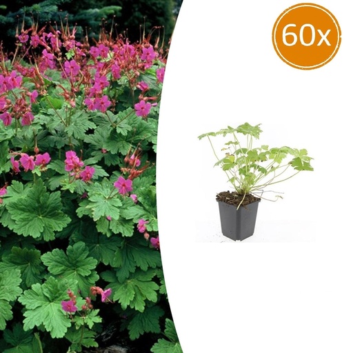 "Geranie 'Czakor' 60er-Set (Geranium macrorrhizum) – winterharte Staude, Topf-Ø 9 cm, Höhe ca. 25 cm image"