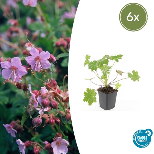"6x Geranium macr. 'Ingwersen's Var.' - ↕10-25cm - Ø9cm image"