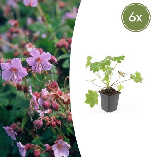 "Storchschnabel 'Ingwersen' 6er-Set (Geranium macrorrhizum) – winterharte Staude, Topf-Ø 9 cm, Höhe ca. 25 cm image"