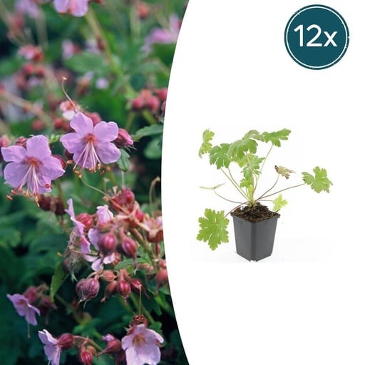 "Balkan-Storchschnabel 'Ingwersen' 12er-Set (Geranium macrorrhizum) – winterharte Staude, Topf-Ø 9 cm, Höhe ca. 25 cm image"