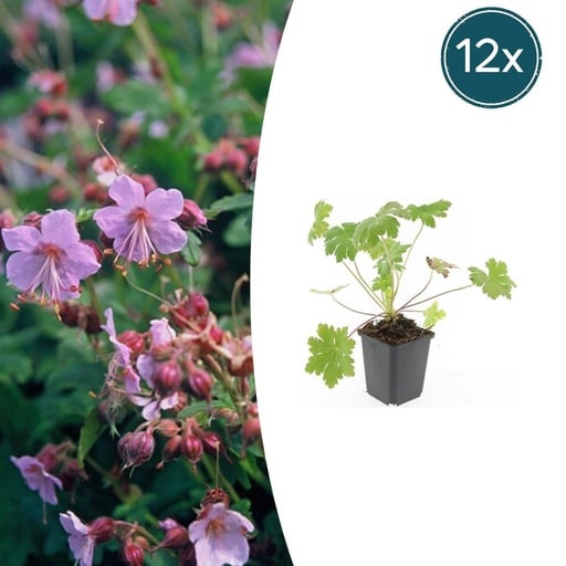 "Balkan-Storchschnabel 'Ingwersen' 12er-Set (Geranium macrorrhizum) – winterharte Staude, Topf-Ø 9 cm, Höhe ca. 25 cm image"