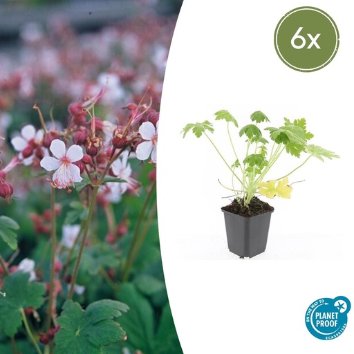 "6x Geranium macr. 'Spessart' - ↕10-25cm - Ø9cm image"