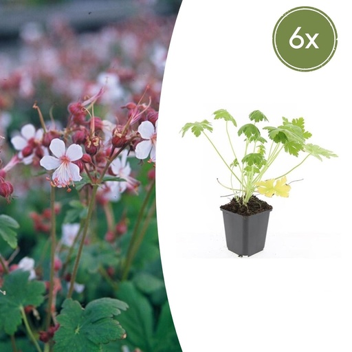 "Geranie 'Spessart' 6er-Set (Geranium macrorrhizum) – winterharte Staude, Topf-Ø 9 cm, Höhe ca. 25 cm image"