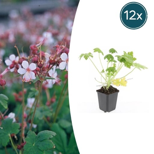 "Geranie 'Spessart' 12er-Set (Geranium macrorrhizum) – winterharte Staude, Topf-Ø 9 cm, Höhe ca. 25 cm image"