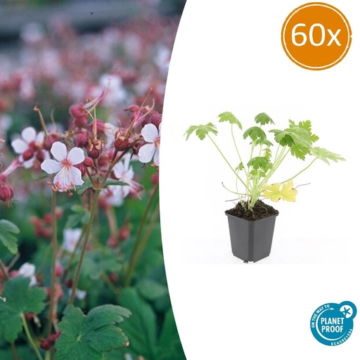 "60x Geranium macr. 'Spessart' - ↕10-25cm - Ø9cm image"