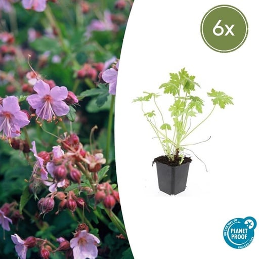 "6x Geranium macrorrhizum - ↕10-25cm - Ø9cm image"