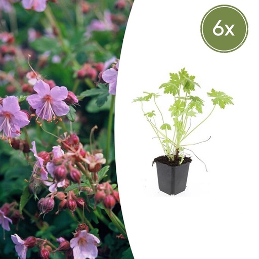 "Balkan-Storchschnabel 6er-Set (Geranium macrorrhizum) – winterharte Bodendecker-Staude, Topf-Ø 9 cm, Höhe ca. 25 cm image"
