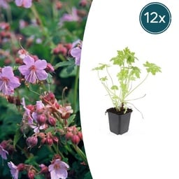 Balkan-Storchschnabel 12er-Set (Geranium macrorrhizum) – winterharte Bodendecker