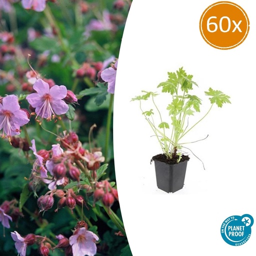 "60x Geranium macrorrhizum - ↕10-25cm - Ø9cm image"