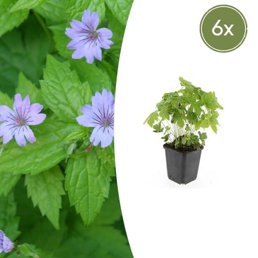 "Knotiger Storchschnabel 6er-Set (Geranium nodosum) – winterharte Staude, Topf-Ø 9 cm, Höhe ca. 25 cm image"