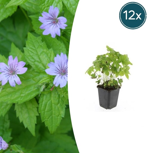 "Knoten-Storchschnabel 12er-Set (Geranium nodosum) – winterharte Schattenstaude, Topf-Ø 9 cm, Höhe ca. 25 cm image"