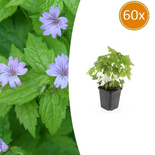 "Knoten-Storchschnabel 60er-Set (Geranium nodosum) – winterharte Staude, Topf-Ø 9 cm, Höhe ca. 25 cm image"