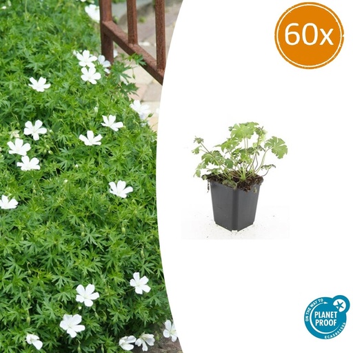 "60x Geranium sang. 'Album' - ↕10-25cm - Ø9cm image"