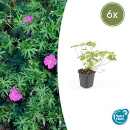 6x Geranium 'Tiny Monster' - ↕10-25cm - Ø9cm
