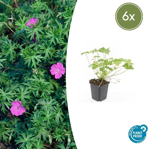 "6x Geranium 'Tiny Monster' - ↕10-25cm - Ø9cm image"