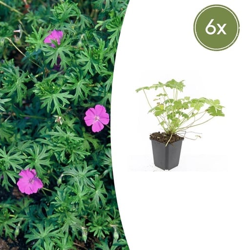 "Geranie 'Tiny Monster' 6er-Set (Geranium) – winterharte Staude, Topf-Ø 9 cm, Höhe ca. 25 cm image"