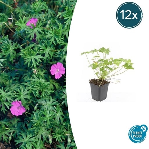 "12x Geranium 'Winzig Monster' - ↕10-25cm - Ø9cm image"