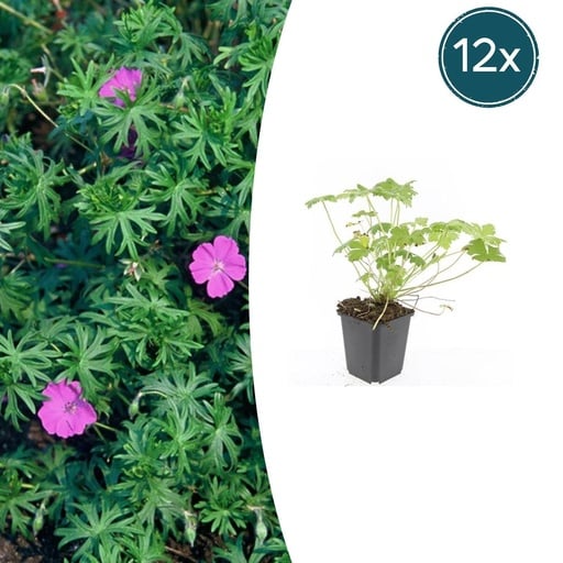 "Geranie 'Winzig Monster' 12er-Set (Geranium) – winterharte Staude, Topf-Ø 9 cm, Höhe ca. 25 cm image"