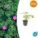60x Geranium 'Tiny Monster' - ↕10-25cm - Ø9cm
