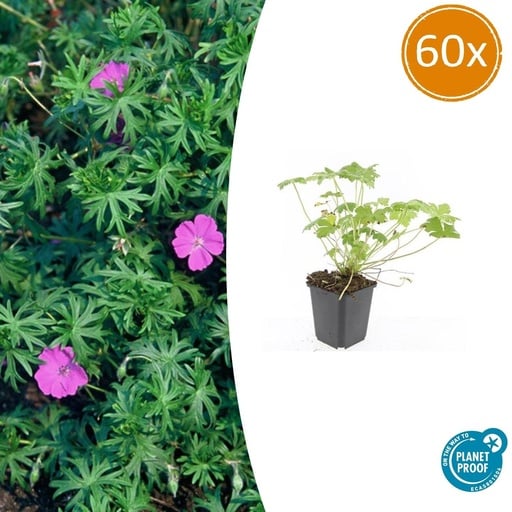 "Geranie 'Tiny Monster' 60er-Set (Geranium) – winterharte Staude, Topf-Ø 9 cm, Höhe ca. 25 cm image"
