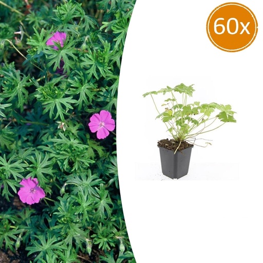 "Geranie 'Tiny Monster' 60er-Set (Geranium) – winterharte Staude, Topf-Ø 9 cm, Höhe ca. 25 cm image"