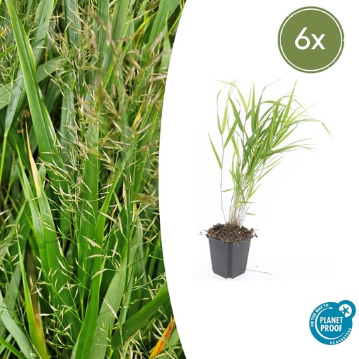 "6x Hakonechloa macra - ↕10-25cm - Ø9cm image"