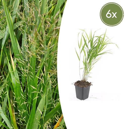 "Japanisches Berggras 6er-Set (Hakonechloa macra) – winterhartes Ziergras, Topf-Ø 9 cm, Höhe ca. 25 cm image"
