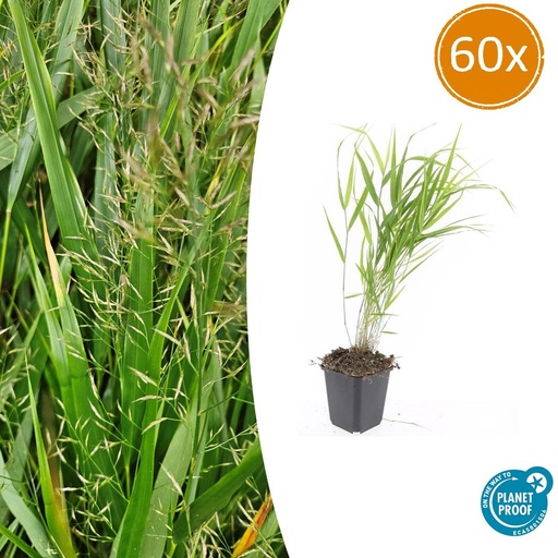 "60x Hakonechloa macra - ↕10-25cm - Ø9cm image"