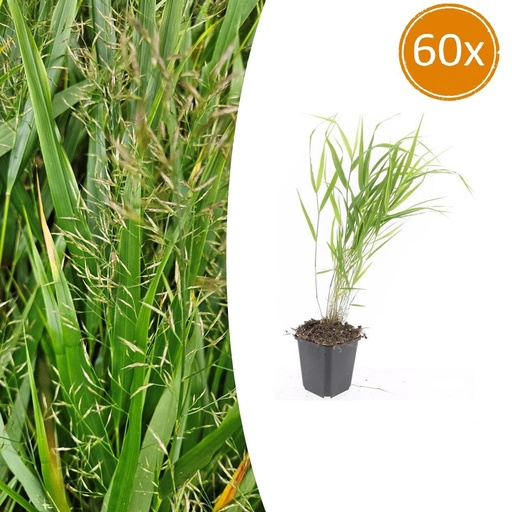 "Japanisches Berggras 60er-Set (Hakonechloa macra) – winterhartes Ziergras, Topf-Ø 9 cm, Höhe ca. 25 cm image"