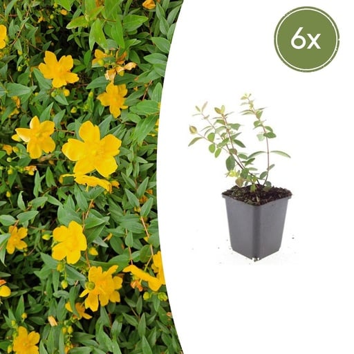 "Dummer-Johanniskraut 'Peter Dummer' 6er-Set (Hypericum dummeri) – winterharte Staude, Topf-Ø 9 cm, Höhe ca. 25 cm image"