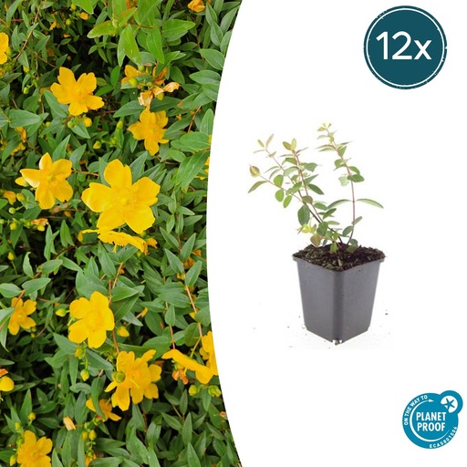 "12x Hypericum dummeri 'Peter Dummer' - ↕10-25cm - Ø9cm image"