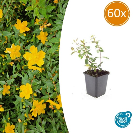 "60x Hypericum dummeri 'Peter Dummer' - ↕10-25cm - Ø9cm image"