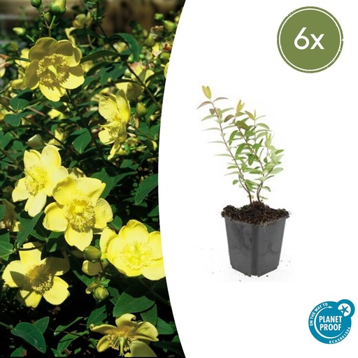 "6x Hypericum 'Hidcote' - ↕10-25cm - Ø9cm image"