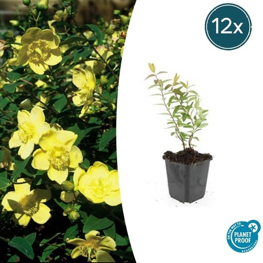 "Johanniskraut 'Hidcote' 12er-Set (Hypericum perforatum) – winterharte Staude, Topf-Ø 9 cm, Höhe ca. 25 cm image"