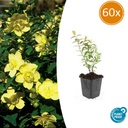 60x Hypericum 'Hidcote' - ↕10-25cm - Ø9cm