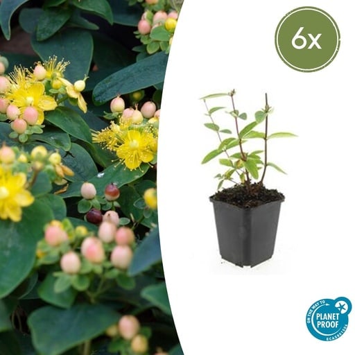 "Duftloses Johanniskraut 'Annebel' 6er-Set (Hypericum inodorum) – winterharte Staude, Topf-Ø 9 cm, Höhe ca. 25 cm image"