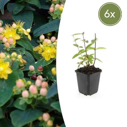 "Duftloses Johanniskraut 'Annebel' 6er-Set (Hypericum inodorum) – winterharte Staude, Topf-Ø 9 cm, Höhe ca. 25 cm image"
