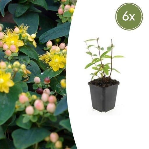 "Duftloses Johanniskraut 'Annebel' 6er-Set (Hypericum inodorum) – winterharte Staude, Topf-Ø 9 cm, Höhe ca. 25 cm image"