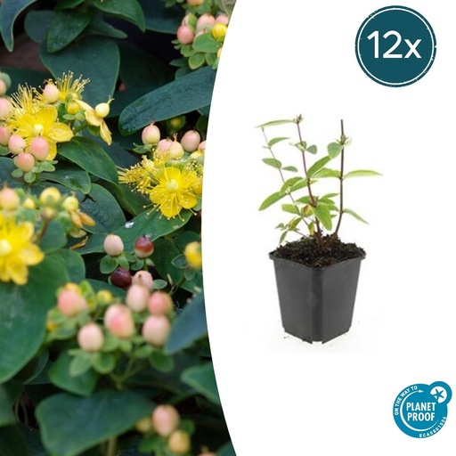 "12x Hypericum inodorum 'Annebel' - ↕10-25cm - Ø9cm image"