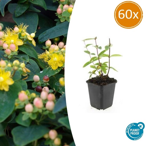 "60x Hypericum inodorum 'Annebel' - ↕10-25cm - Ø9cm image"