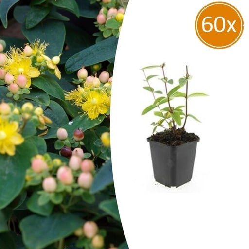"Großblütiges Johanniskraut 'Annebel' 60er-Set (Hypericum inodorum) – winterharte Staude, Topf-Ø 9 cm, Höhe ca. 25 cm image"