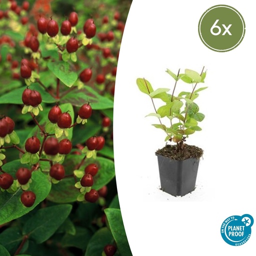 "6x Hypericum inodorum 'Beauty' - ↕10-25cm - Ø9cm image"