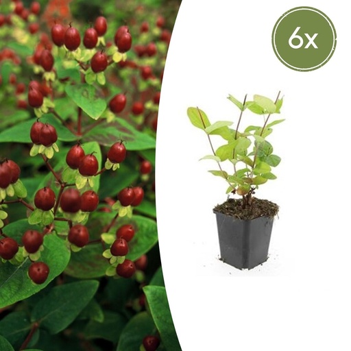 "Duftloses Johanniskraut 'Beauty' 6er-Set (Hypericum inodorum) – winterharte Staude, Topf-Ø 9 cm, Höhe ca. 25 cm image"